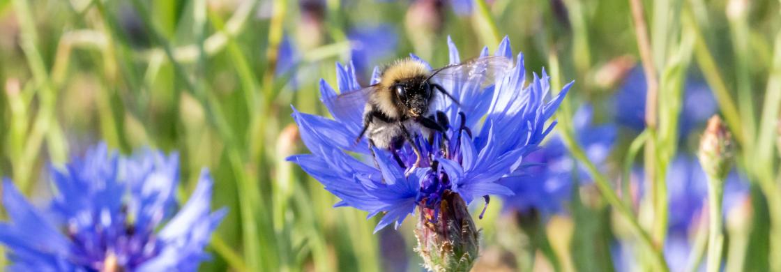 abeille