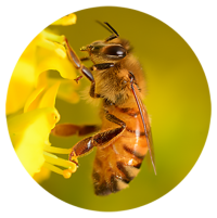 abeille