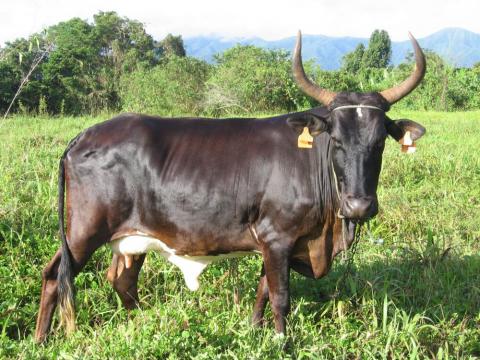 Bovin en Guadeloupe C Rita