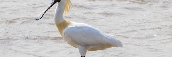 Black_faced_Spoonbill-001