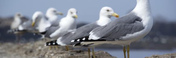 Mouettes