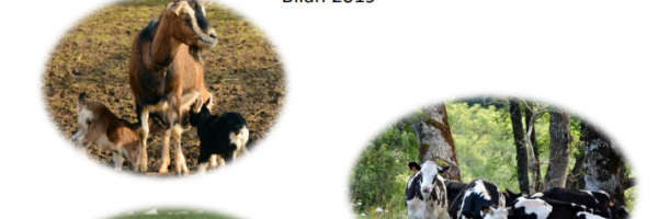 Observatoire et suivi des causes d’avortements chez les ruminants - Bilan 2019