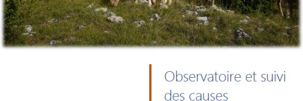 Observatoire et suivi des causes d’avortements chez les ruminants