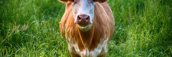 vache - bull