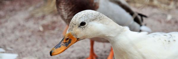 Canards - Nadine Doerle