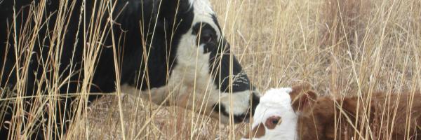 Vache et son petit