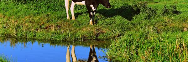 Vache s'abreuve