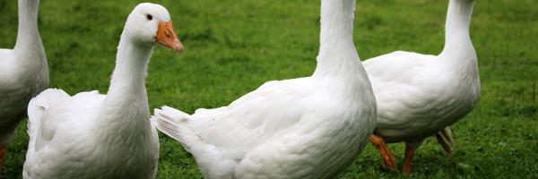 Canards blancs