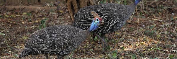 helmeted guinea