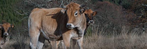 Vache - Lozere