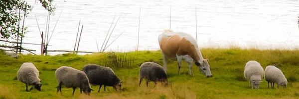 Moutons et vache