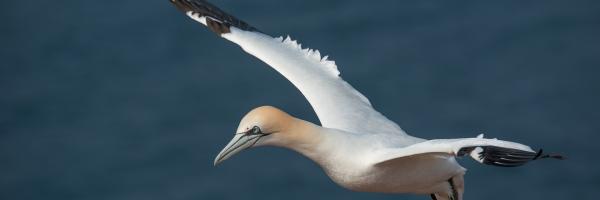 northern gannet