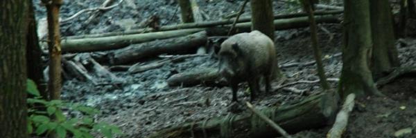 Sanglier dans la forêt