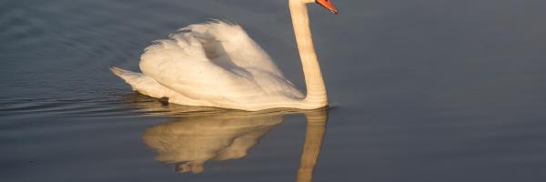 Cygne - Nidan