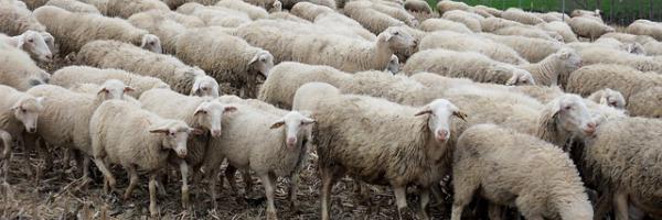 Troupeau de moutons