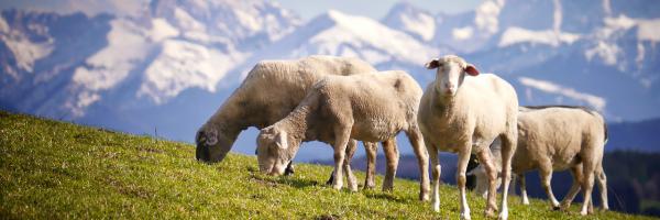 Moutons en montagne