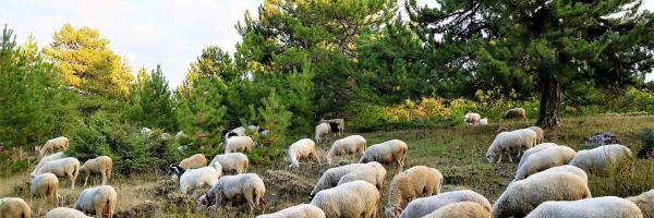 Troupeau de moutons à la montagne