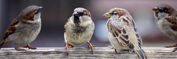 Sparrows