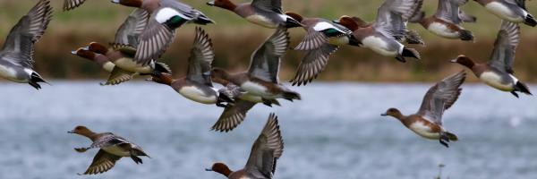 wigeon duck