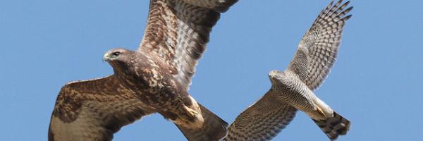 Buteo buteo Accipiter nisus