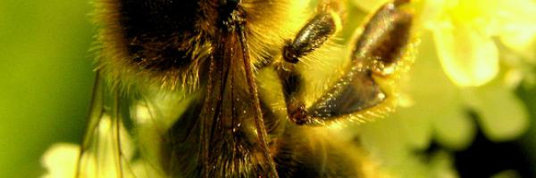 abeille