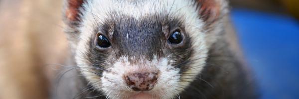 furet