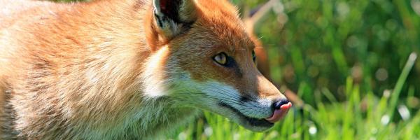 renard