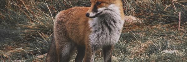 renard