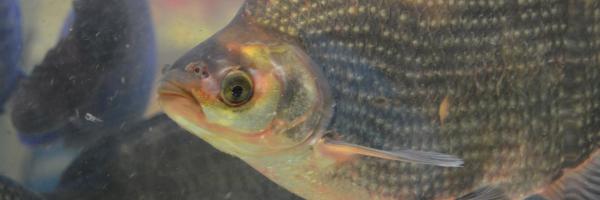 tilapia