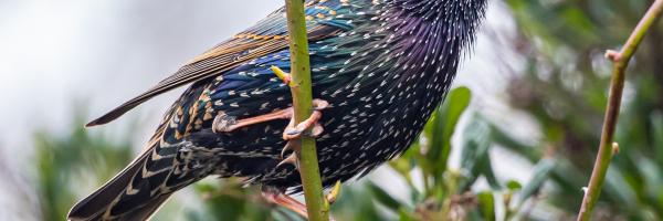 starling