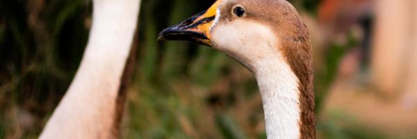 canards - ducks