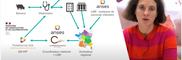 7e Journée d’échanges de la filière porcine, la maîtrise sanitaire au rendez-vous