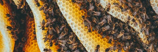 bees - abeilles