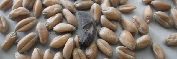 Ergot de seigle