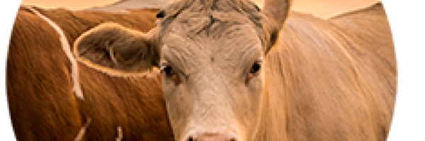 vache3