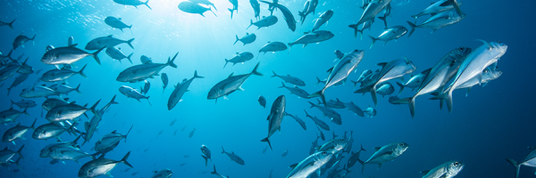poissons