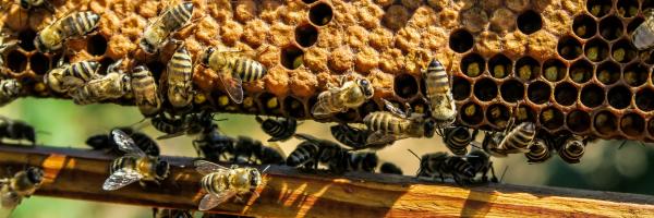 Rucher abeilles