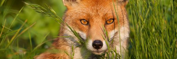 renard