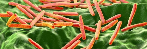  Mycobacterium bovis