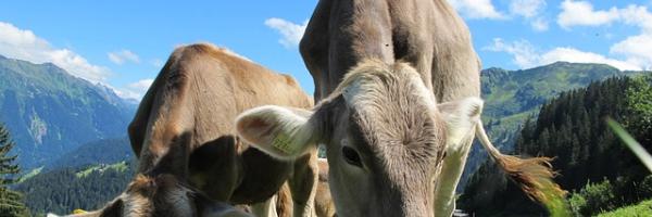 vache gasconne