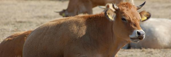 vache sarde