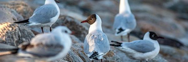 mouette