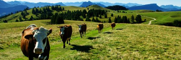 vaches