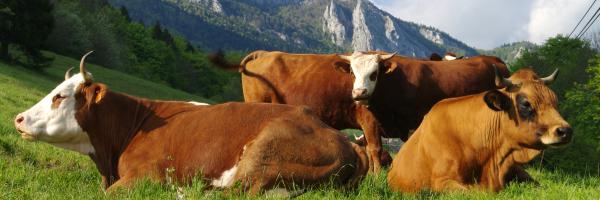 vache
