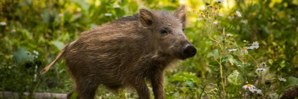 sanglier