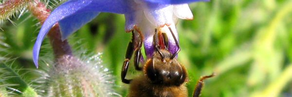 abeille_sur_fleur_de_bourrache_-_hautes_alpes_-_j_chaume