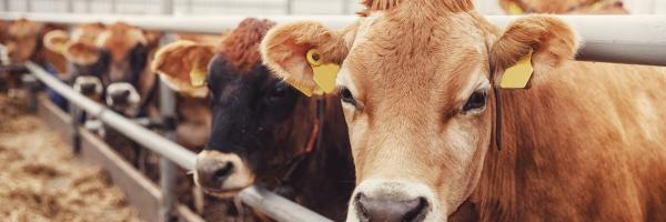 vache