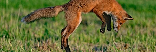 fox