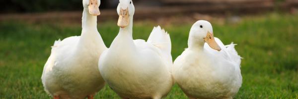 canards
