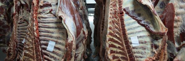 carcasses